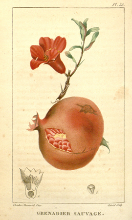 Pomegranate